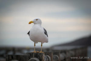 Gaviota