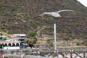 Gaviota
