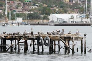 Pelícanos en el puerto