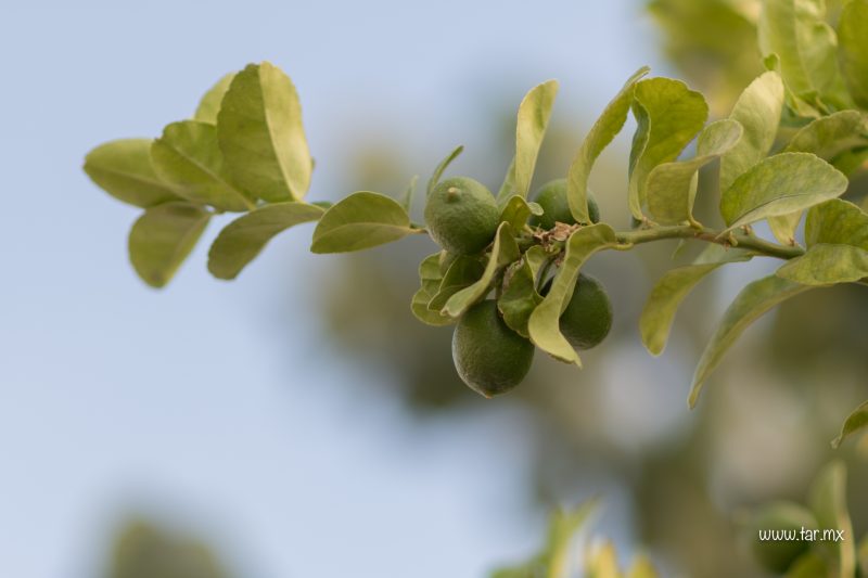 Limones
