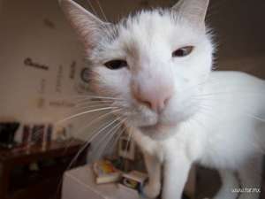 copito