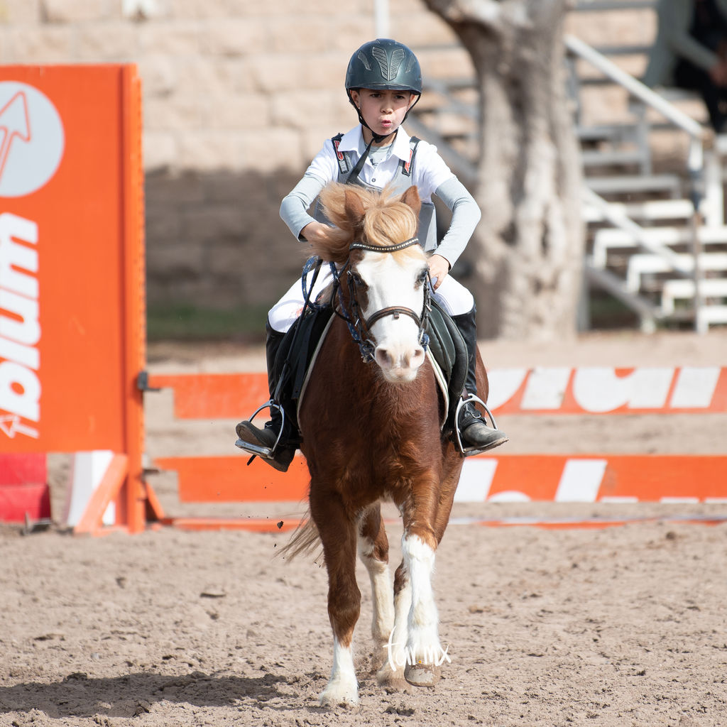 concurso de salto ecuestre